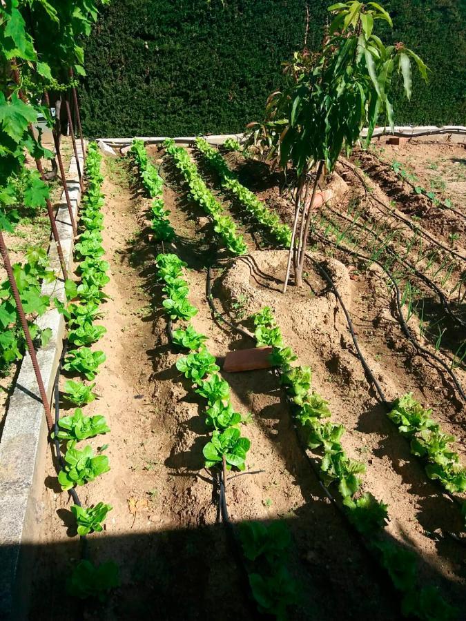 Finquilla Caromar Villa Alhaurin de la Torre Ngoại thất bức ảnh
